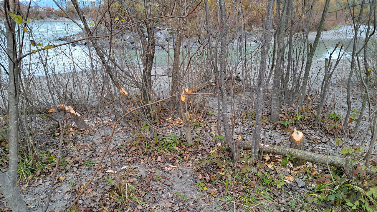 Externes Bild, es gelten die Datenschutz- und Nutzungsbestimmungen der ausgewählten Seite.