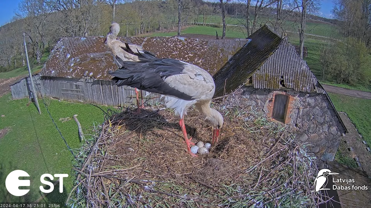 Baltie stārķi (Ciconia ciconia) Tukuma novadā - LDF tiešraide __ White storks in Tukums, Latvia 9-5-