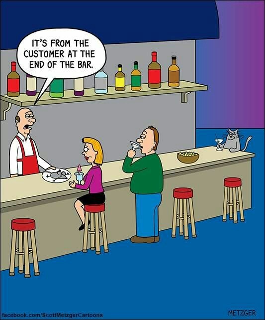 cat-at-the-end-of-the-bar.jpg