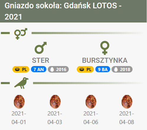 Gdańsk LOTOS.  (Man Ster. 7/AN) Nieuwe man 2/AK~ Vrouw Bursztynka. 9/BA Przechwytywanie-w-trybie-pe-noekranowym-08-04-2021-161949