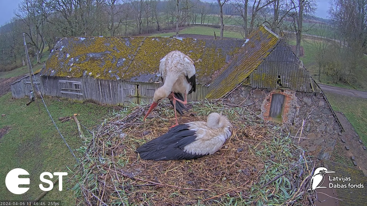 Baltie stārķi (Ciconia ciconia) Tukuma novadā - LDF tiešraide __ White storks in Tukums, Latvia 14-4