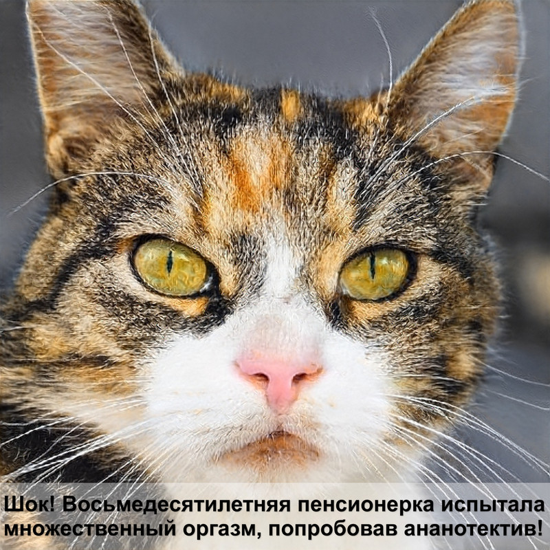 британская кошка персикового окраса