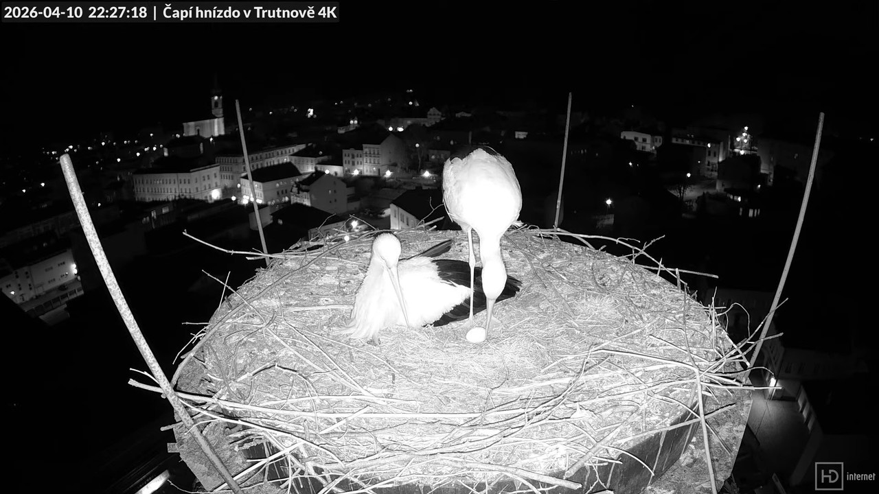 Tiešraide no stārķa ligzdas uz alus darītavas skursteņa Trutnovā 15 31 13 screenshot (1)