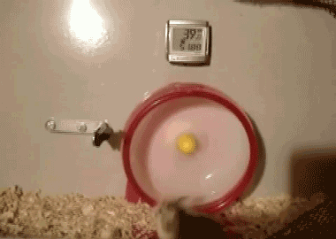 gif hamster roue fail 3916209206