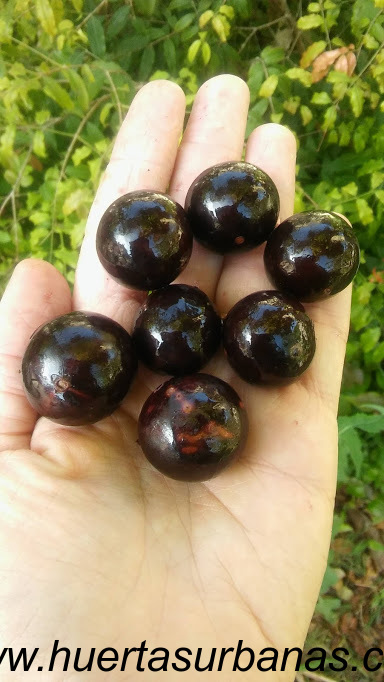 huertasurbanas_com_20181027_085223Jaboticaba_campo_ramon_-0