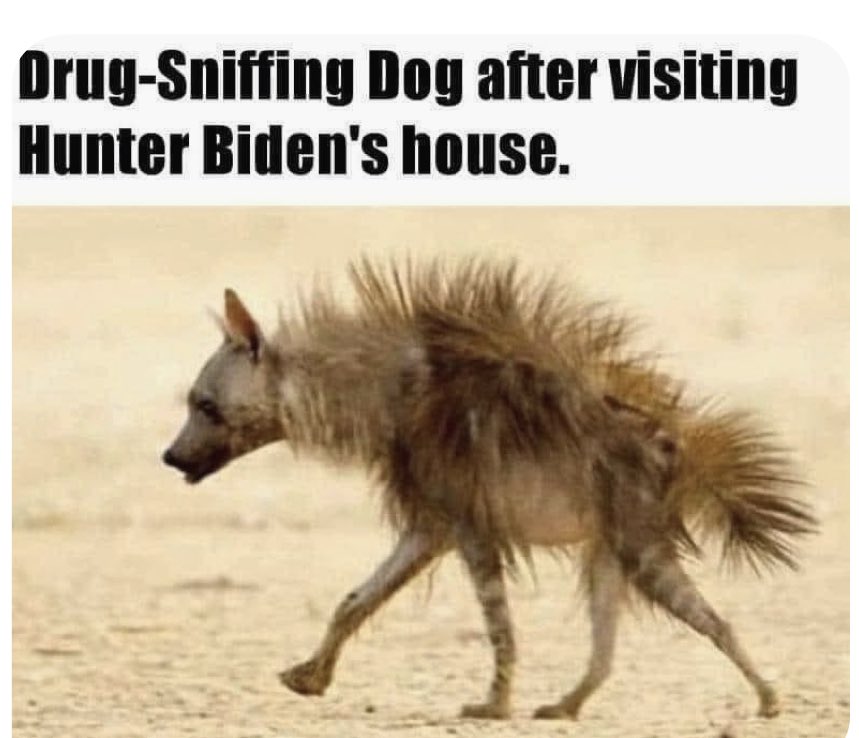 drug-sniffing-dog