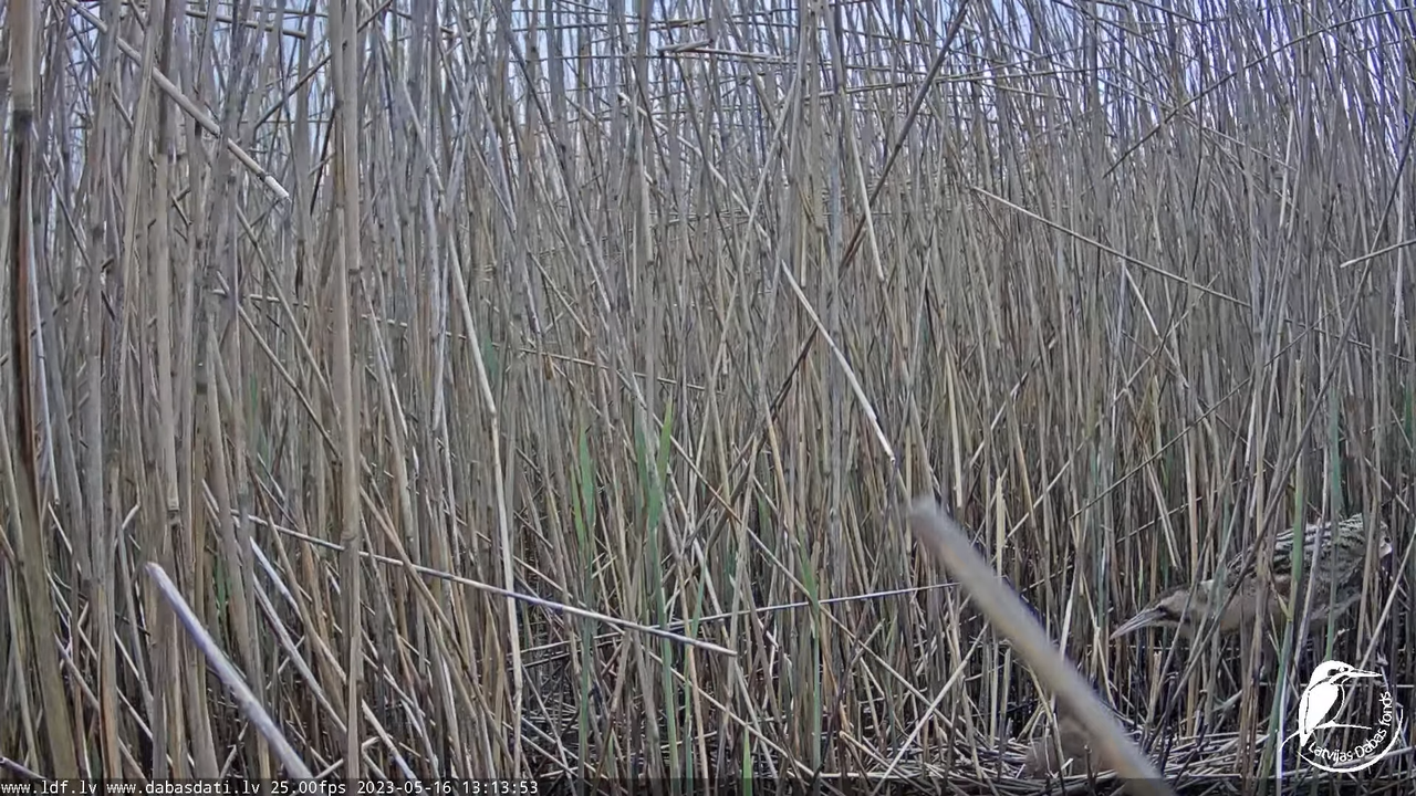Lielais dumpis (Botaurus stellaris) Engurē - LDF tiešraide 13-2-33 screenshot (1)