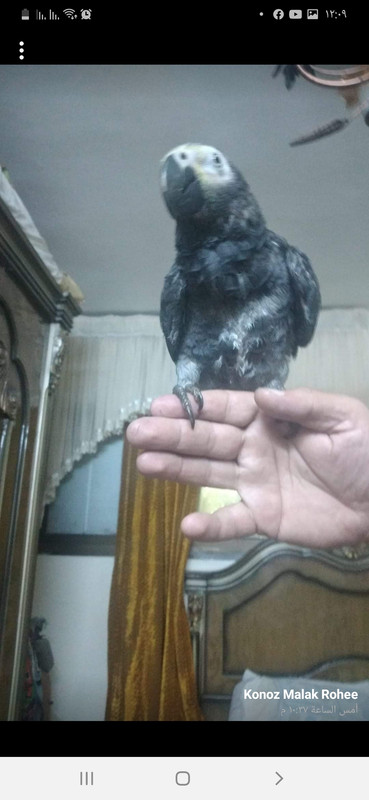 صورة