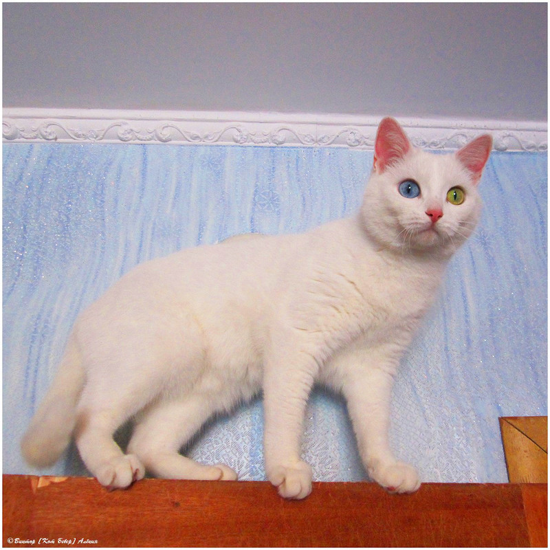 IMG_6520 копия_edorig