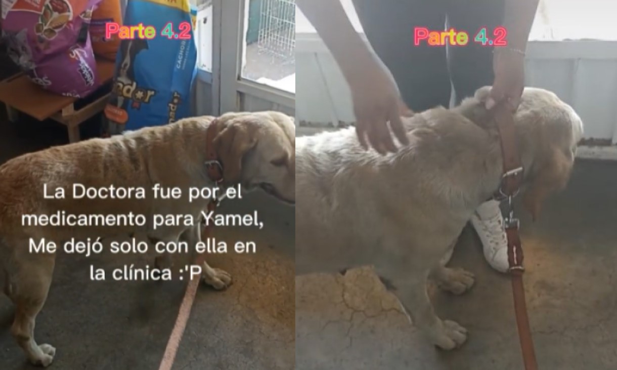 Perrita fue adoptada tras volverse viral por “pagar” su comida