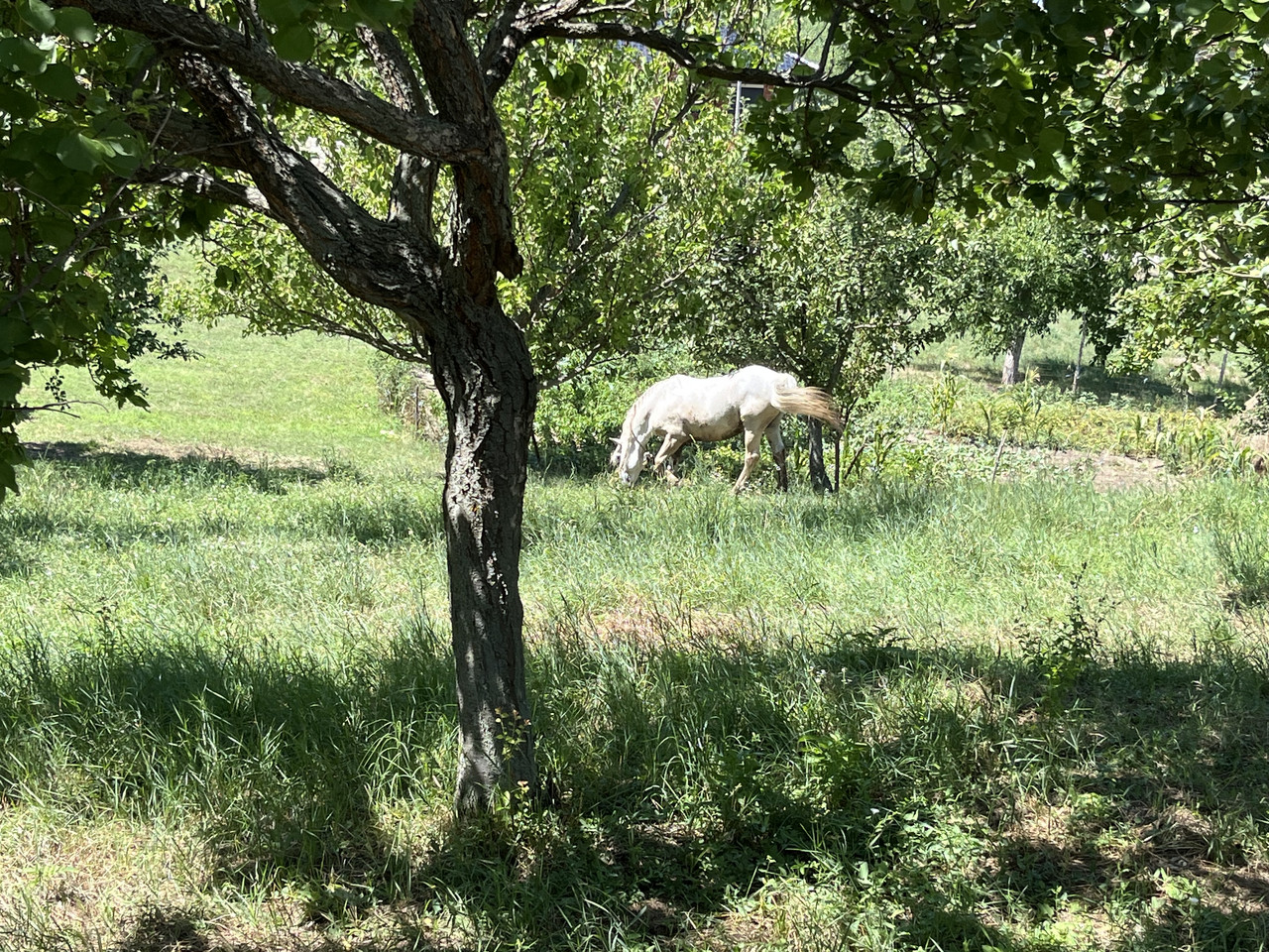 IMG 7105