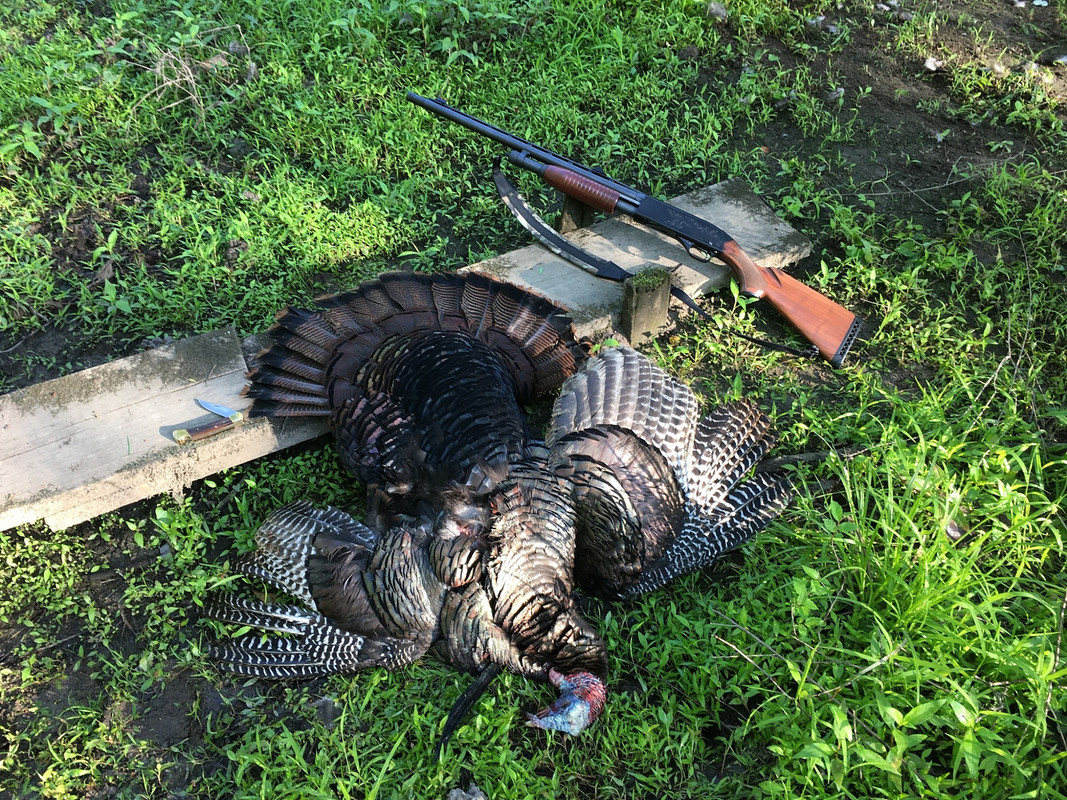 Contentnea-Creek-Swamp-Gobbler-4-26-2016.jpg