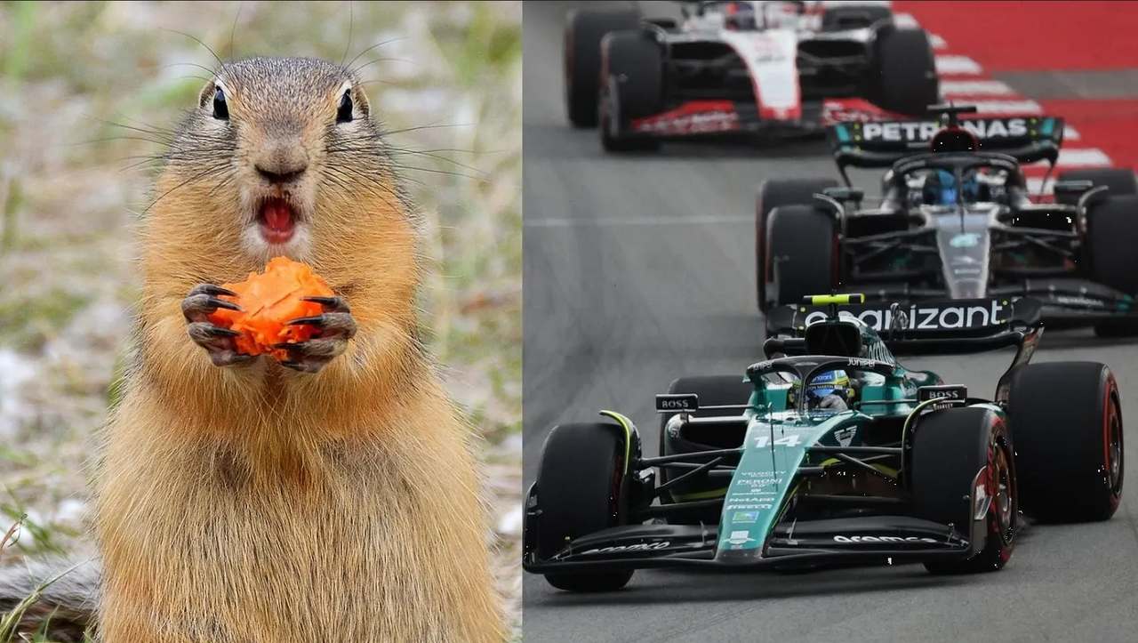 Gran Premio de Canadá en peligro, marmota amenaza con invadir la pista: video