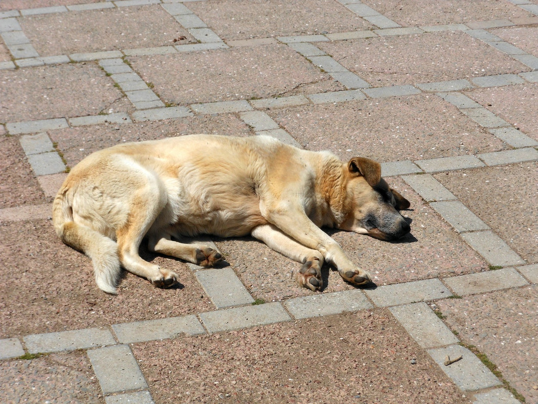 пёс у флоры3