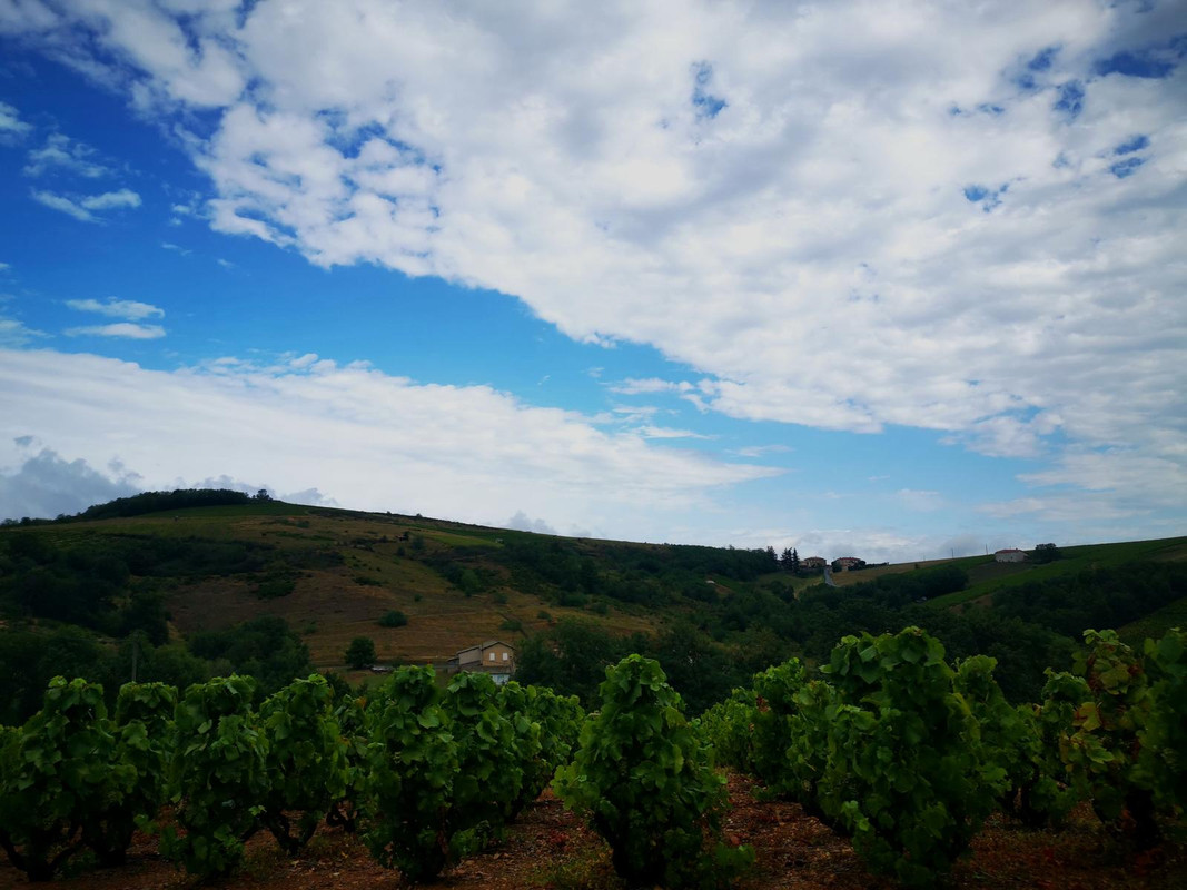 Bourgogne2019 (4).jpg.1