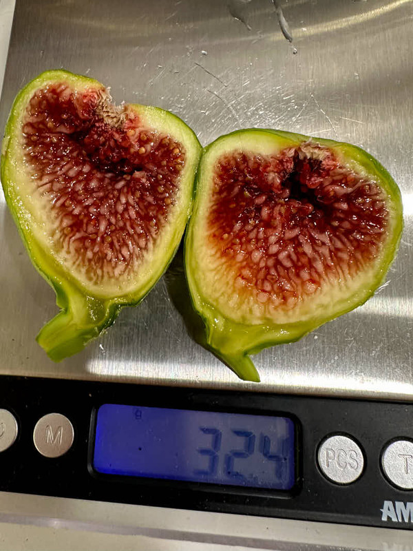 figs-874.jpg