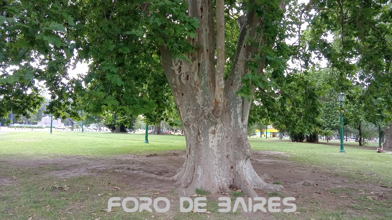 fotoarbolplatano6