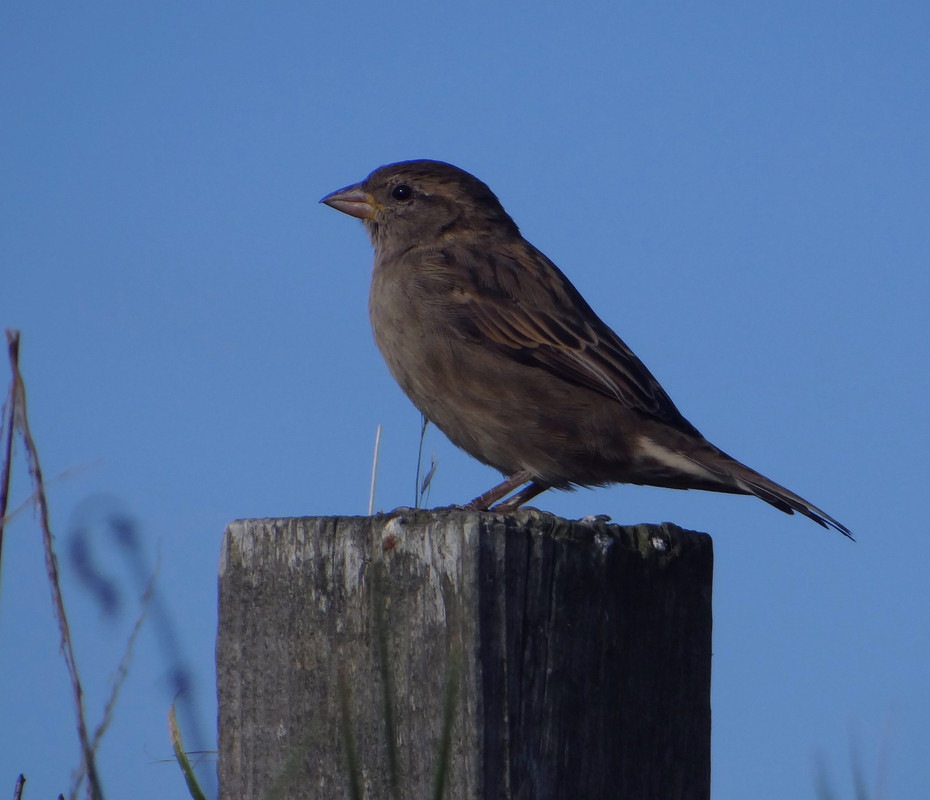 SPARROWS 74 230825