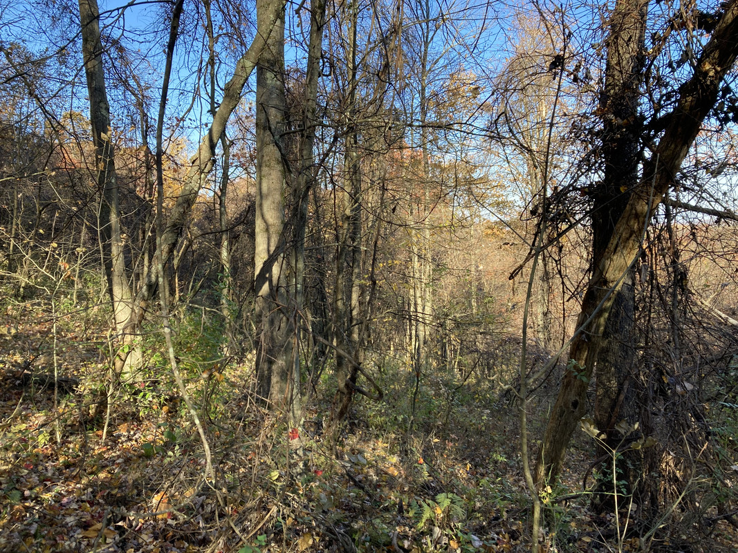 2024-10-23 2 Ruffed Grouse