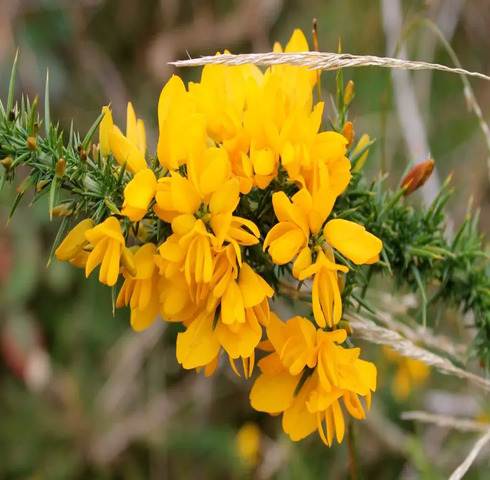 ulex3