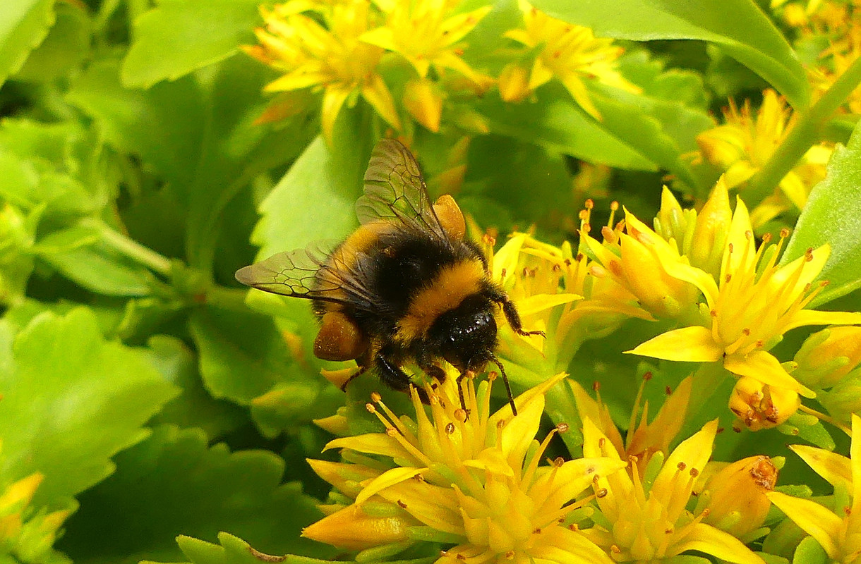 BUMBLE 1 150724