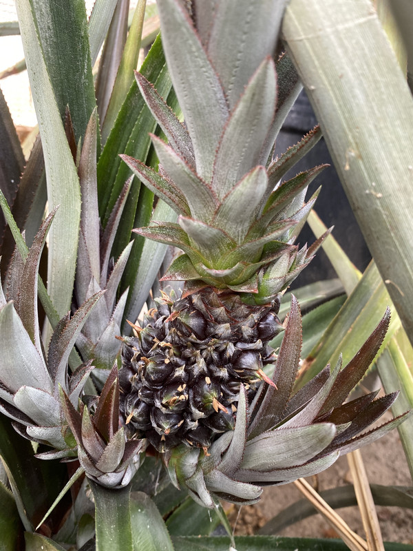 425CD944-7E40-4C14-ACD8-087CF80AF236