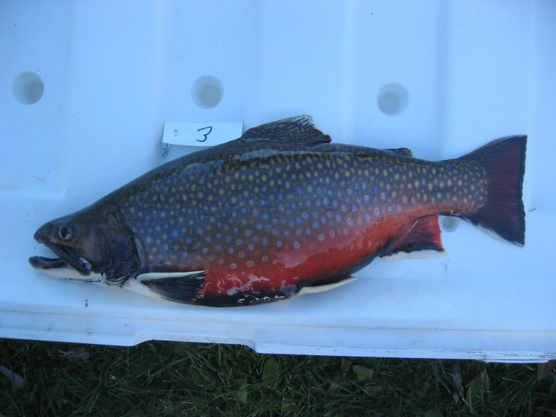 brook trout using astaxanthin