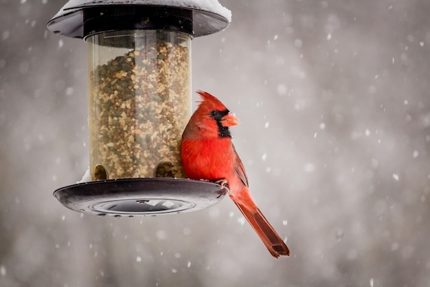 Safflower Seed for Birds​