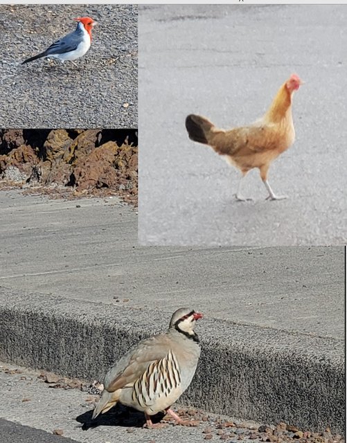 [Image: Hawaii20241119-20-Birds-Time-Haleakala-Nat-Park.jpg]