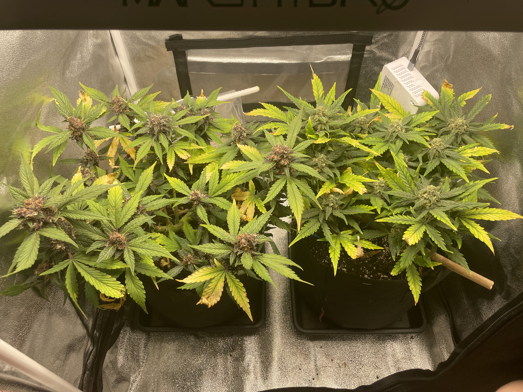 FFD4DF12-EF17-4CEF-A816-8133408953E1