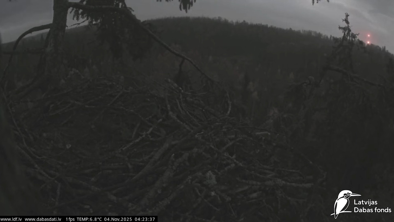 Juras ergli Haliaeetus albicilla Durbe 12 22 1 screenshot