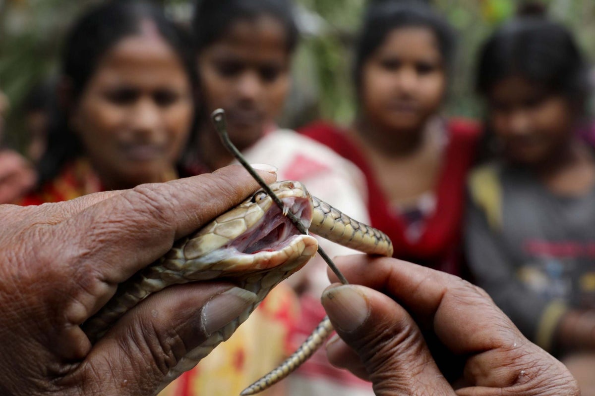 Hombre en India condenado por usar una cobra para matar a su esposa