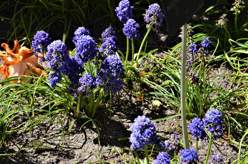 JARDIN BOTANICO-13-4-2013-MADRID - Paseando por España-1991/2017 (19)