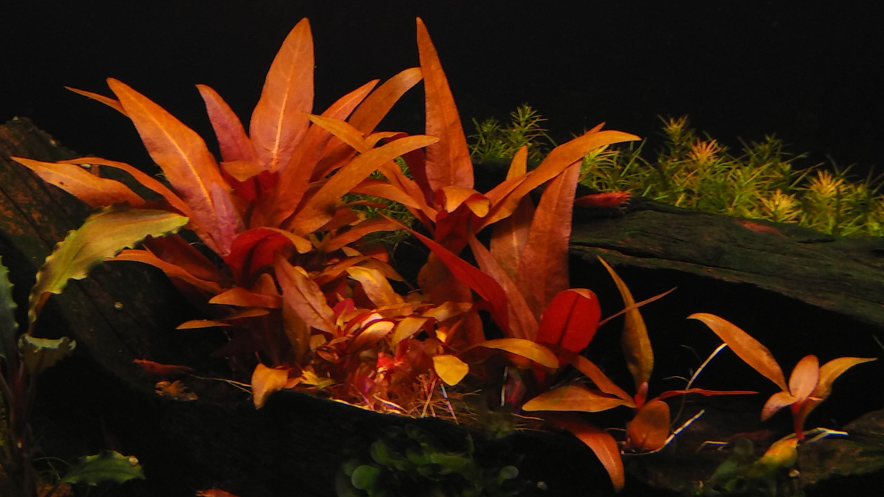 IMG_20151231_161827 (2)