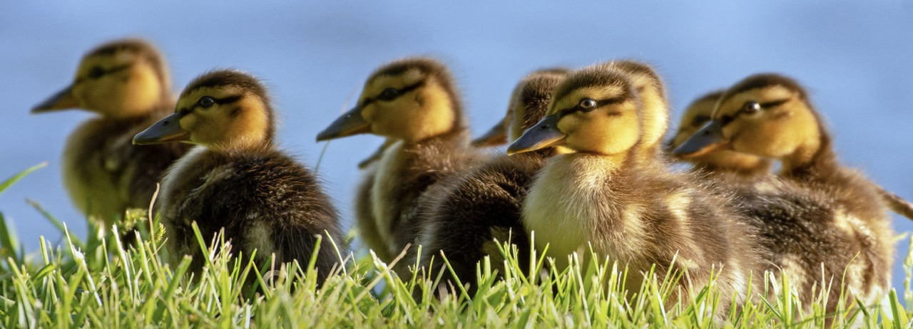 brown-yellow-mallard-ducklings.jpg