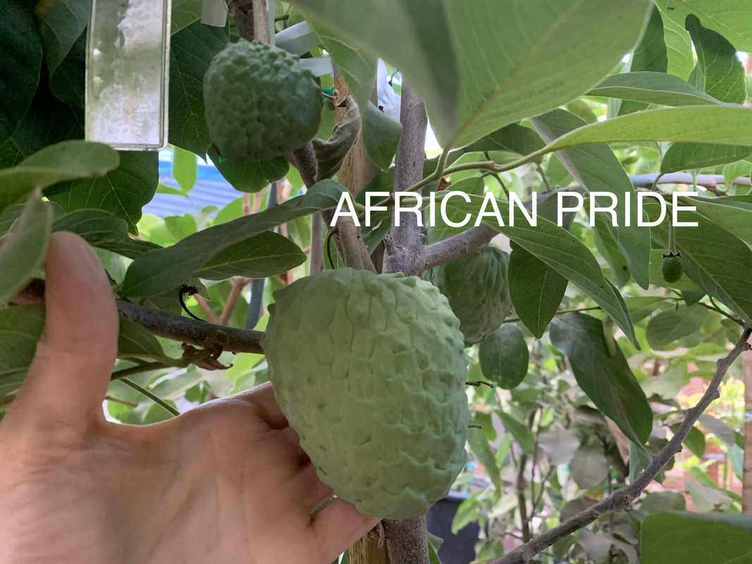 4BB3C0F6-1F64-4983-B314-8773FC8B499A