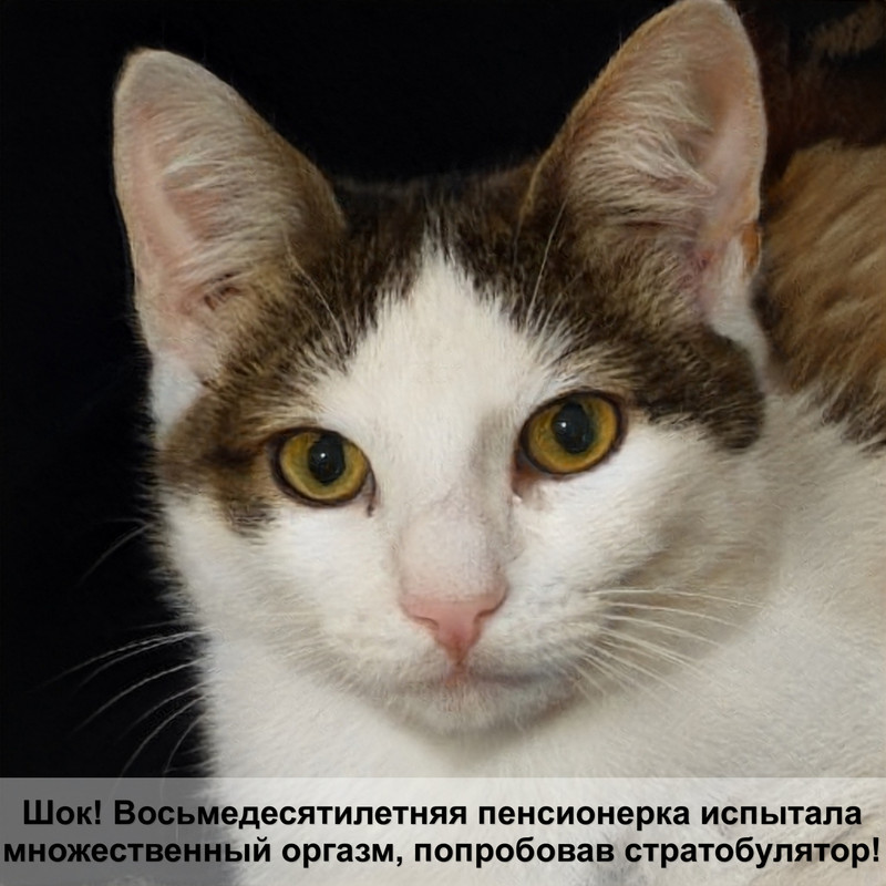 ангорская кошка шоколадного окраса