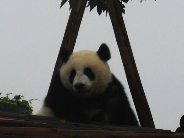 Grab Buda de Leshan Y Parque Osos Panda-6-8-2007 - China y sus pueblos-2007 (50)