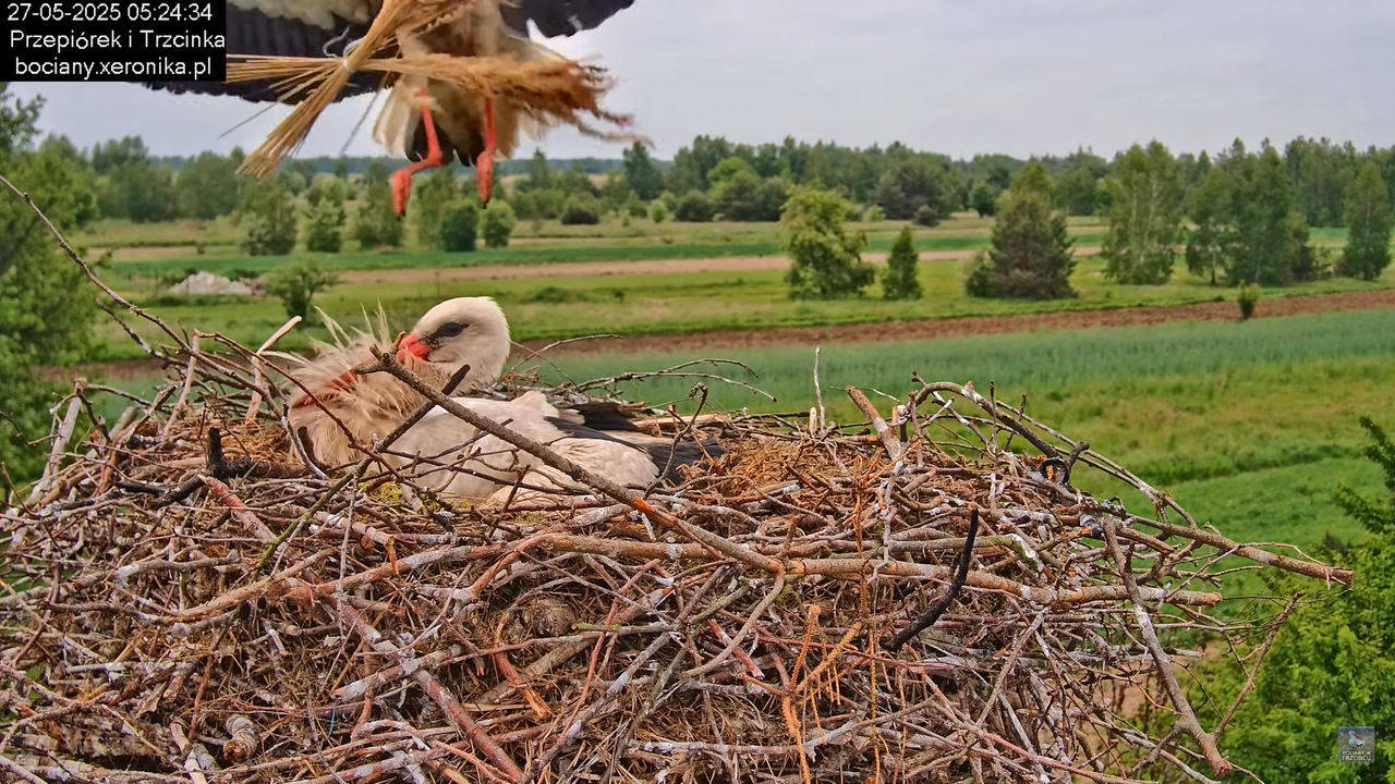 27052025bociany8
