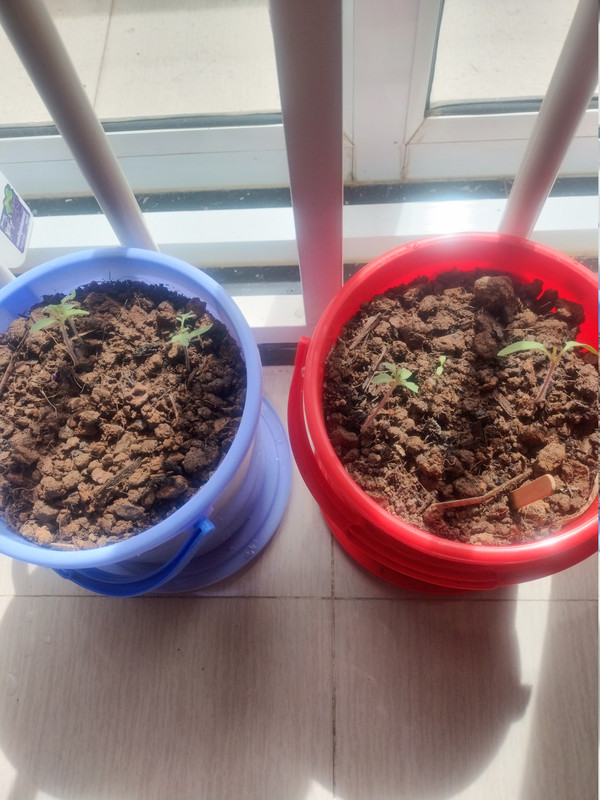 Tomatoes 260828