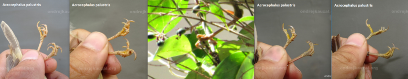 Felosa palustre ( Acrocephalus palustris ) P2