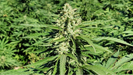 Lemon G Strain Thumbnail