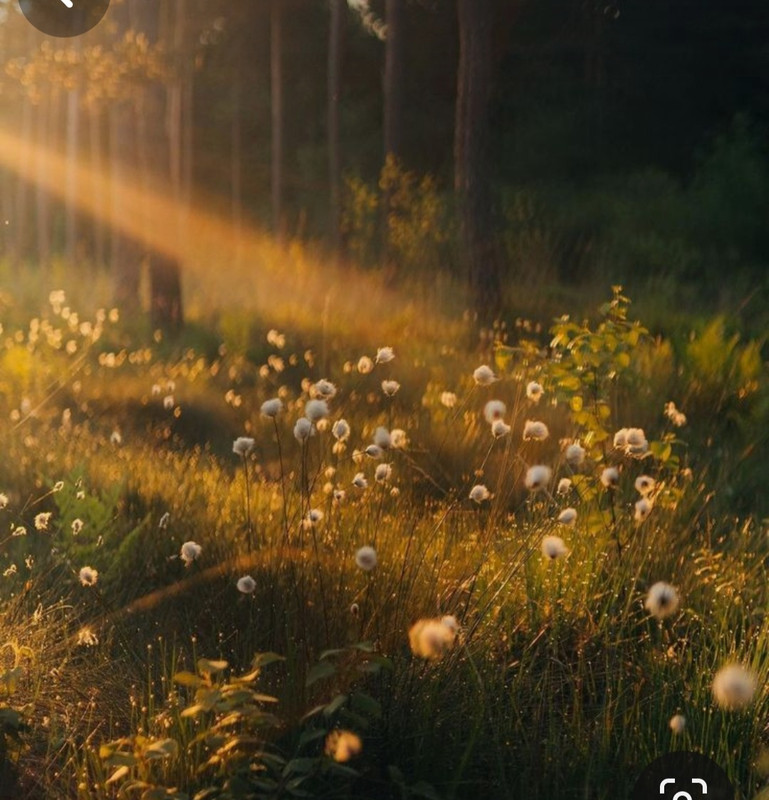 Screenshot_20240330_235707_Pinterest