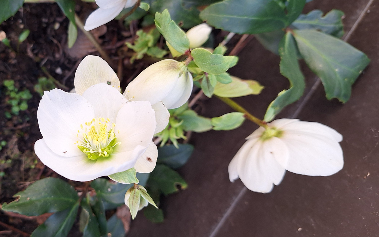 [Image: 20250301-110316.jpg]