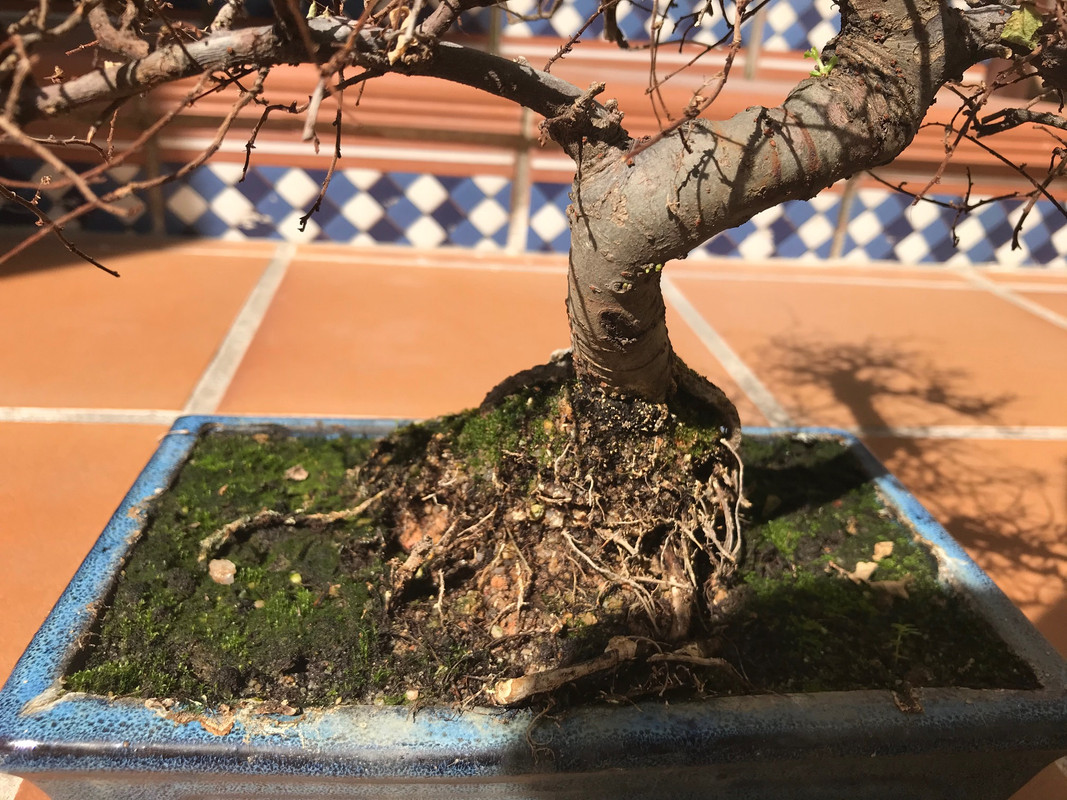 olmo chino zelkova 3