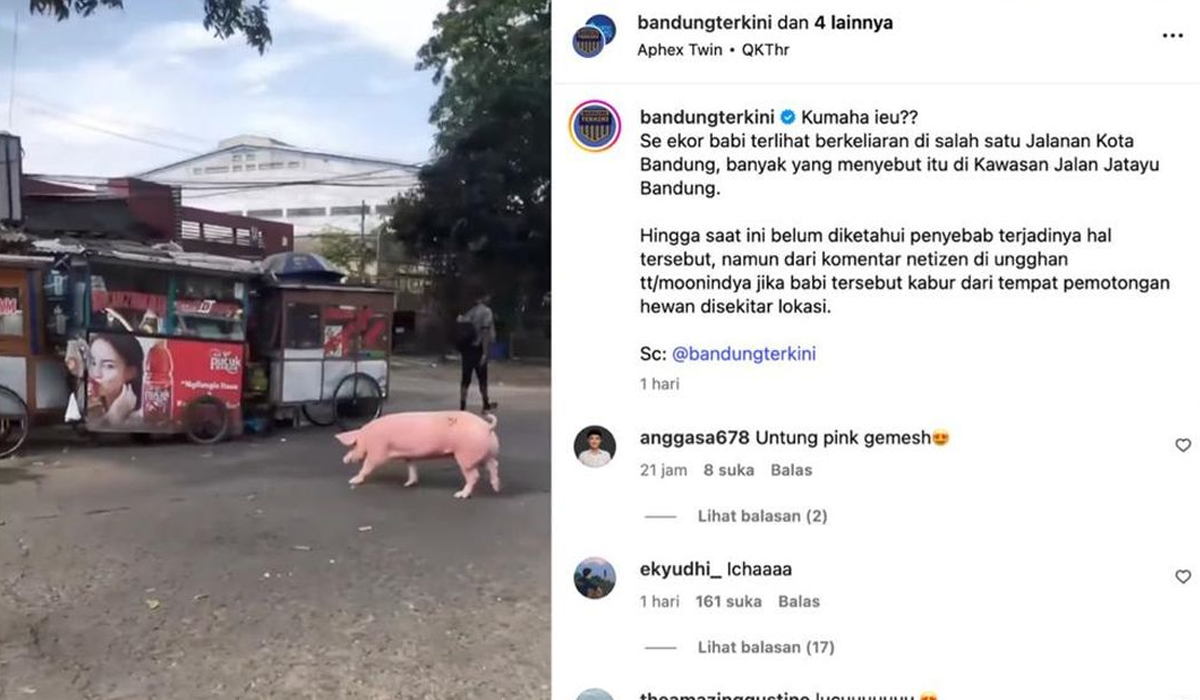 Warga Bandung Dikejutkan Babi Pink Liar Melintas di Jalan Raya Warga Bandung Dikejutkan Babi Pink Liar Melintas di Jalan Raya