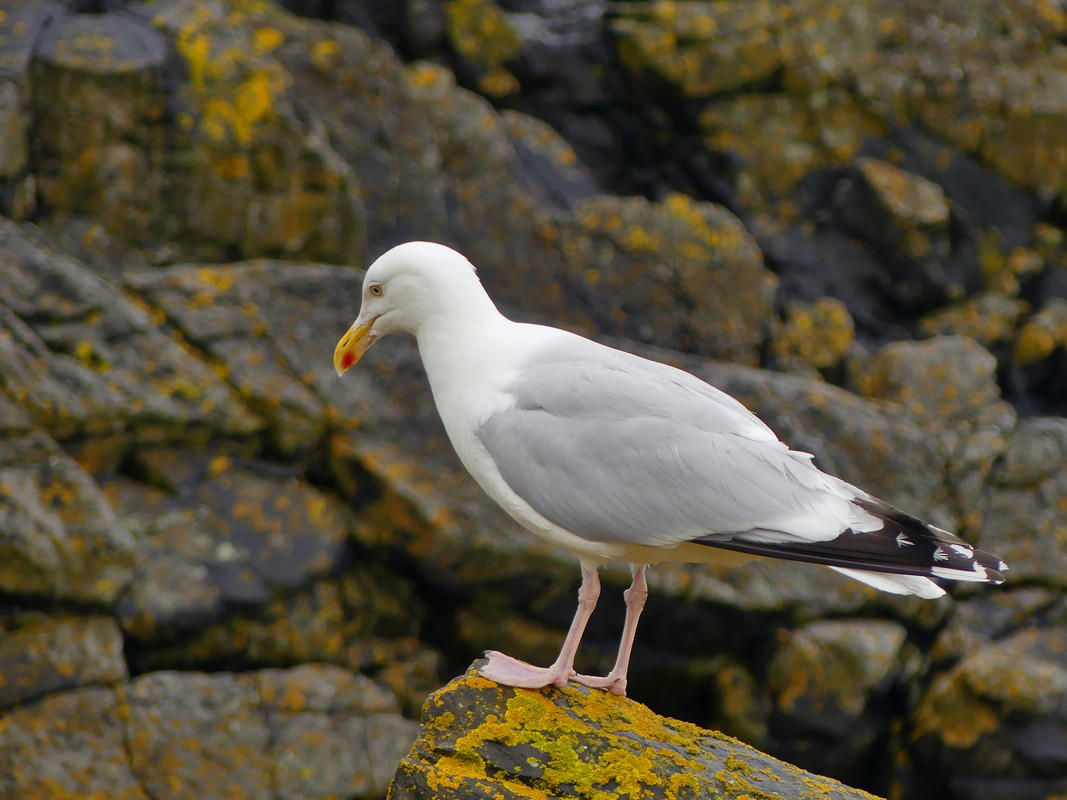 HERRING GULL 4 080724