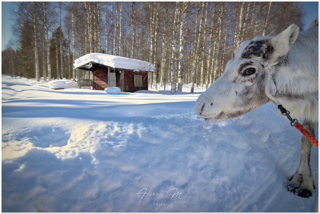 Reportaje por Laponia – Marzo 2023 - Blogs de Finlandia - Parte II (29)