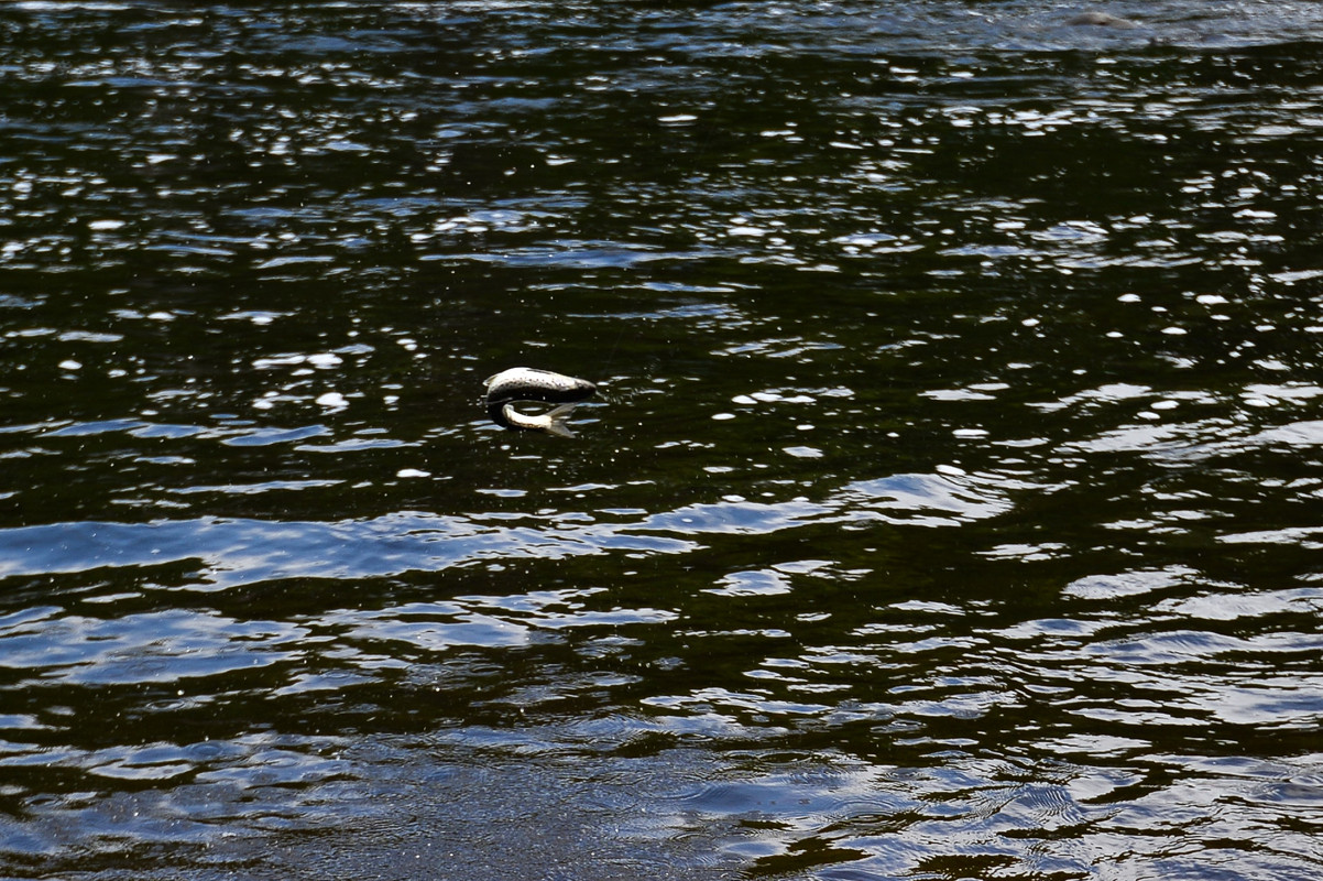 2019_July_MaineAls_050