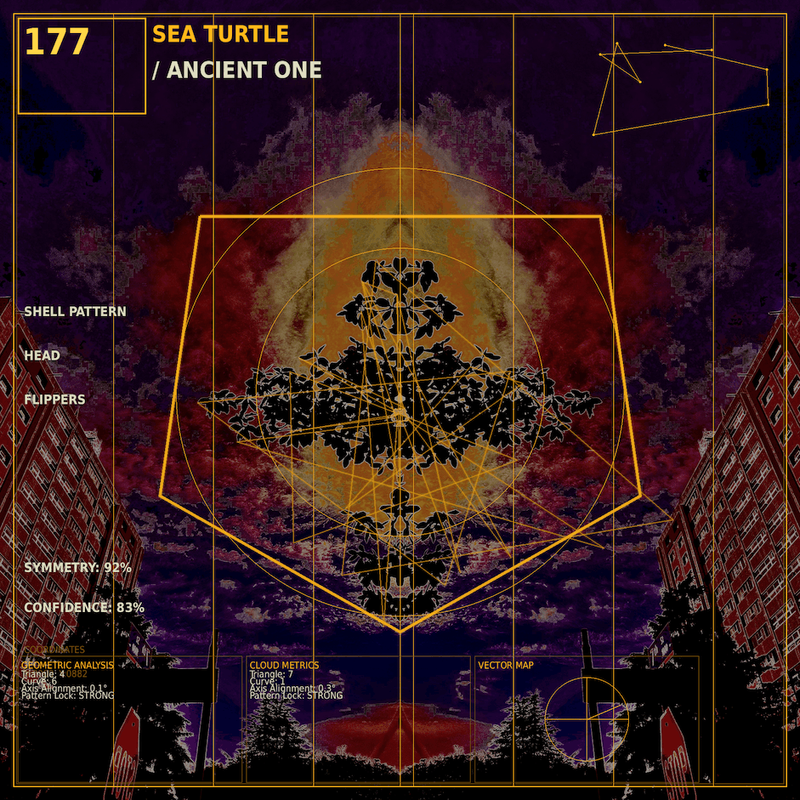 Sea turtle